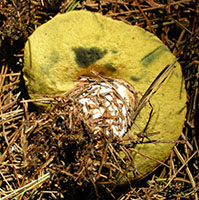 Boletus badius.